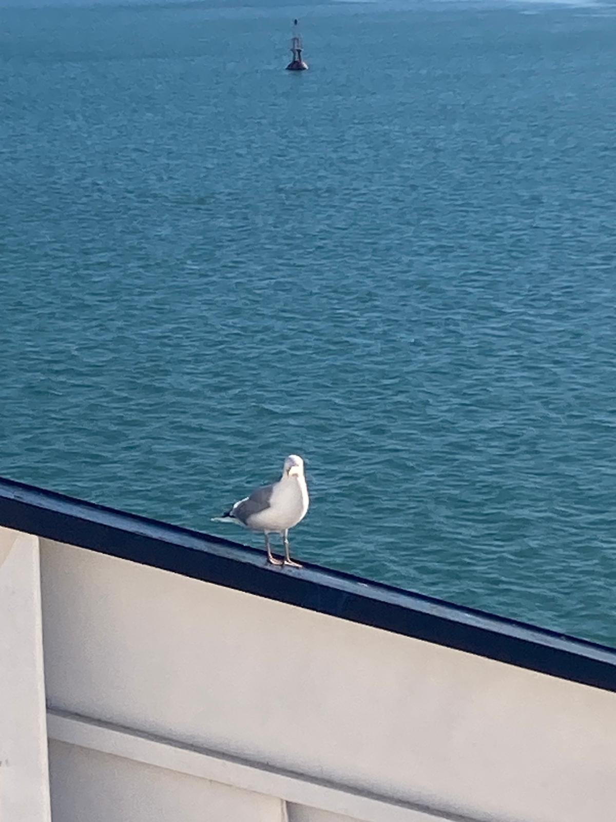 Möwe auf der Reling der Fähre – Ärmelkanal im Hintergrund